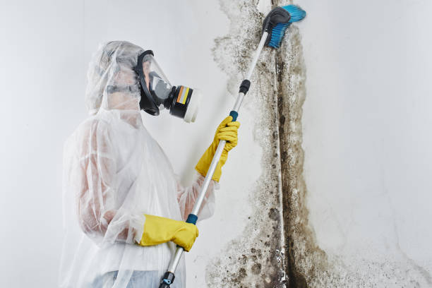 Best Mold Damage Repair  in Lincoln Village, OH