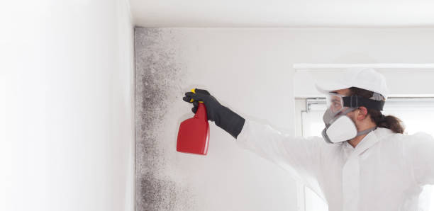 Best Certified Mold Removal  in Lincoln Village, OH