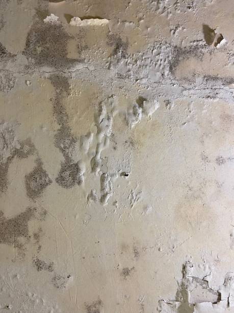 Best Local Mold Removal Service  in Lincoln Village, OH