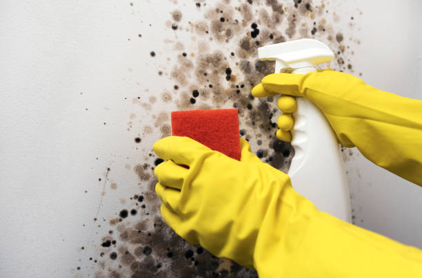 Best Mold Removal Company Near Me  in Lincoln Village, OH