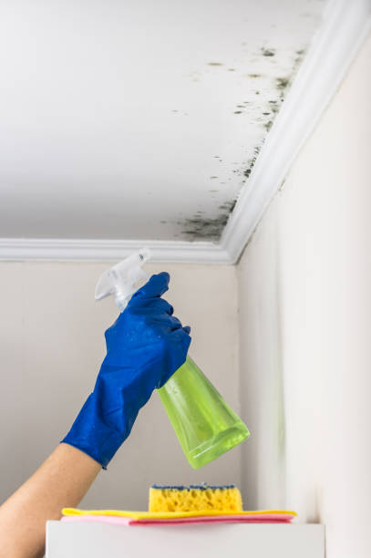 Best Commercial Mold Removal  in Lincoln Village, OH